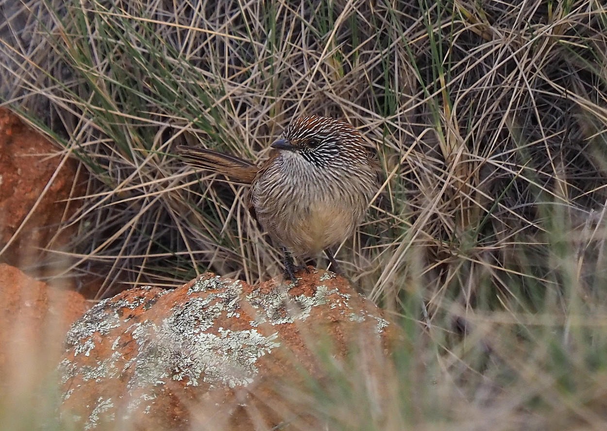 image Short-tailed Grasswren